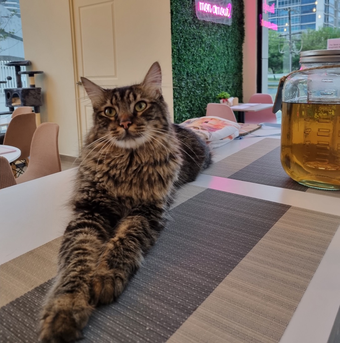 Mon Minou